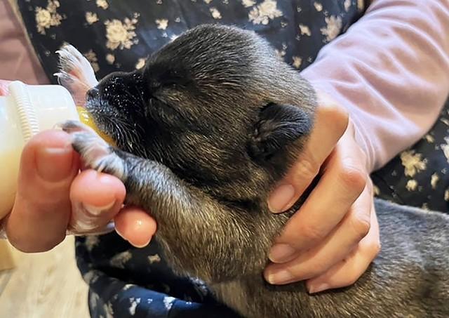 乳飲子の子犬の親代わり ミルクボランティアがへその緒を大切に