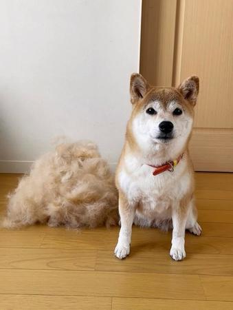 柴犬さん、痩せたね！あ、換毛期……（画像提供：柴犬ももさん @momonosekaiii）