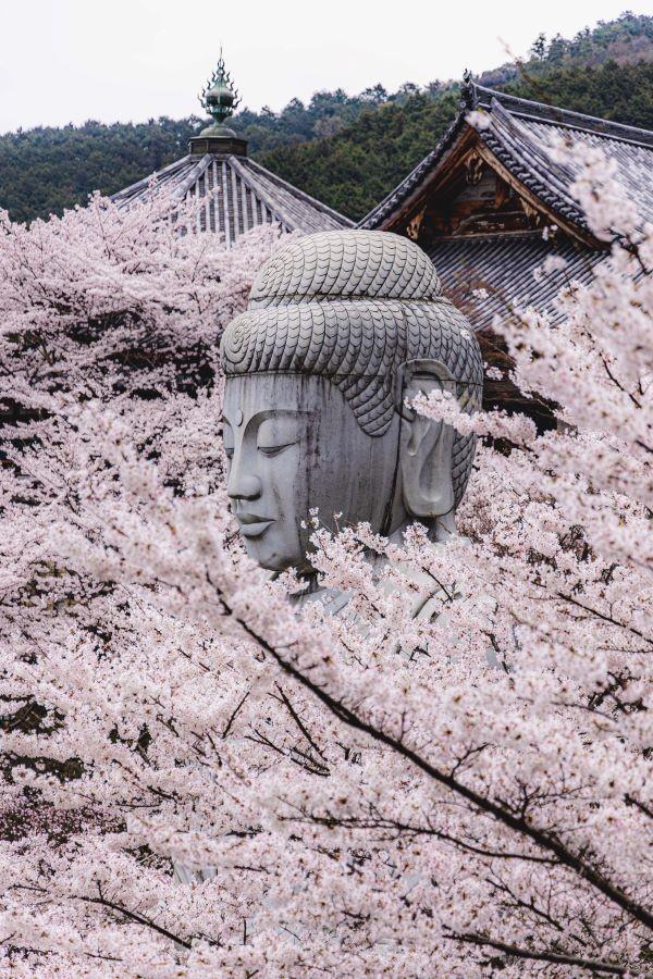 桜の湯船に浸かって、ご満悦の大仏様 ※yuyaさん提供