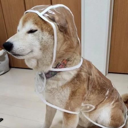 雨の日…散歩に向かう柴犬の姿が、あの伝説のデビュー衣装と同じ！「スケスケのやつ」「新メンバーですね」「デビュー曲『SHIBAINU』｣