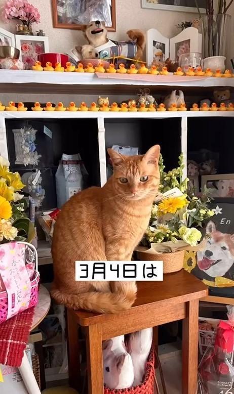 3月4日もエンくんの祭壇の前に座るちまきくん（「柴犬エンと猫のちまき」さん提供、Instagramよりキャプチャ撮影）