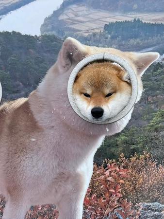 秋田県のスターわんこ「秋田犬」にちゃっかりなりすましているのは……柴犬！＜※こちらの顔出しパネルは「犬専用」です＞（画像提供：mayaさん @sleeping_maya）