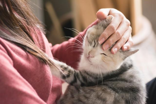 9割以上が「愛猫とのコミュニケーションで絆を感じた経験がある」　※画像はイメージです（ChenPG/stock.adobe.com）