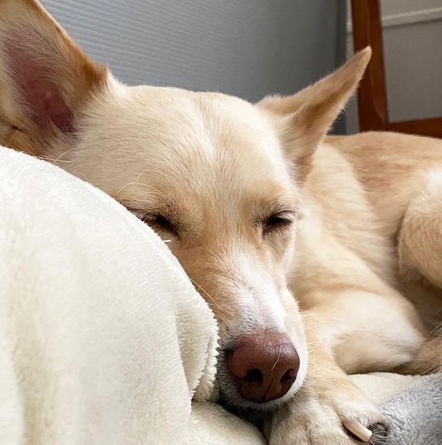 推定7歳ほどの元野犬の茅（かや）