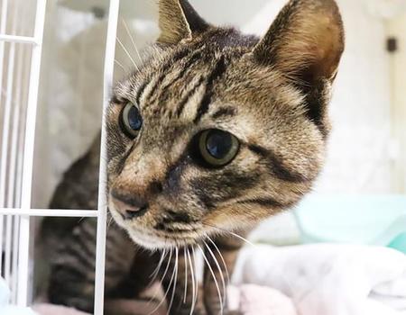 年の瀬の食品加工会社に現れた猫 仕事始めまで従業員を待っていた? 健気な性格が幸せを呼んだ