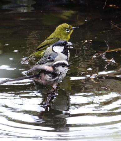 違う3種の鳥さんたちの水浴び（提供：miraさん）