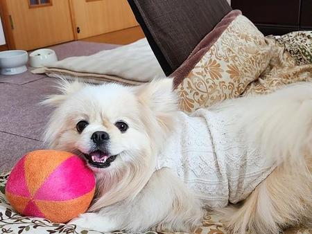 元気すぎる性格に飼い主が手を焼いた？　ミックスの保護犬はマイペースで好奇心旺盛　澄んだ瞳で見つめられるとすべて許しちゃう