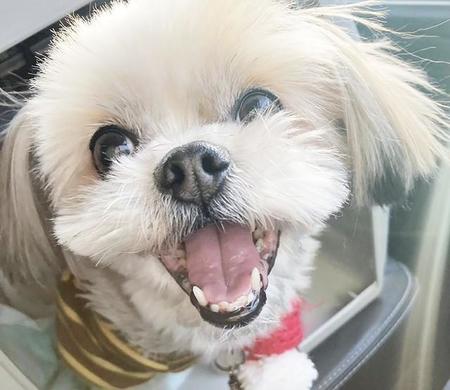 飼い主が施設入所　13歳のシニア犬が残された　飼い主の絶対条件　それは最後まで面倒を見ること