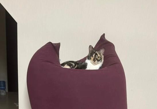 見てください、このドヤ顔！笑＝さとう＠猫ぼっこさん（@necobokko）提供