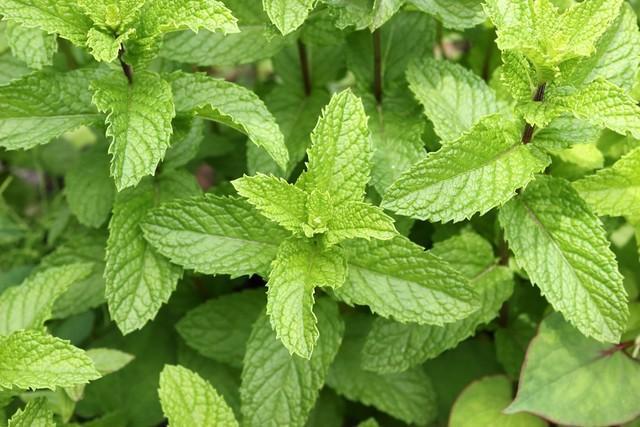 料理の彩りや紅茶などにも使われるミントだけど…繁殖力が凄まじい！？※画像はイメージです（satsuki/stock.adobe.com）