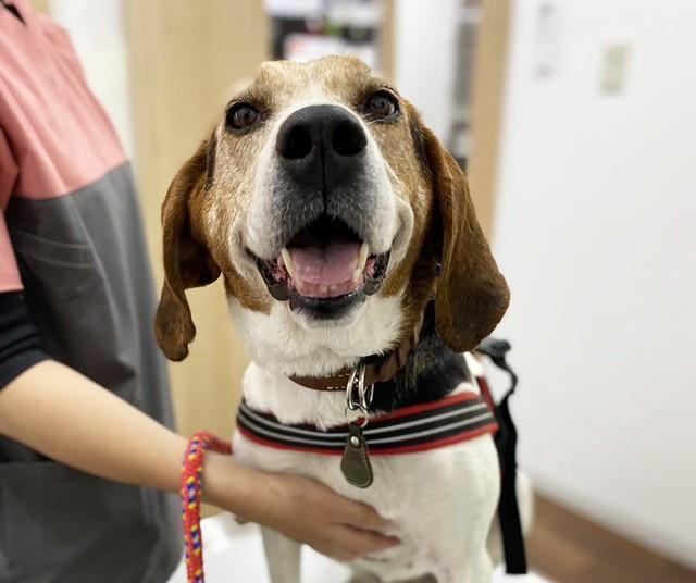 くったくのない笑顔を見せてくれるようになったテナー。元狩猟犬のワンコです