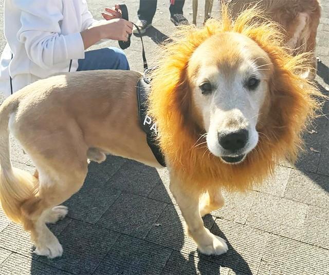 えっと……あなたはライオンですか？　それとも犬ですか？