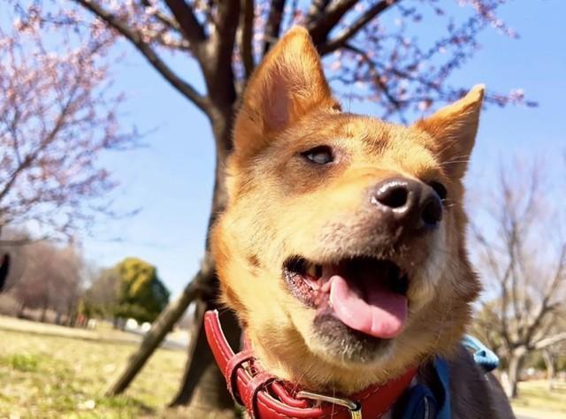 栃木県の保護団体が起こした多頭飼育崩壊現場から保護されたGI（ジーアイ）