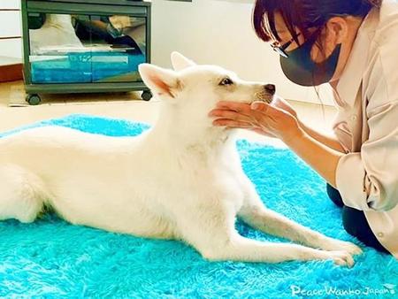 ペットロスに苦しむ飼い主　心奪われた先代犬そっくりの犬は重い皮膚病　「お腹に毛がない子を迎えたい」と反対覚悟で母親に相談した