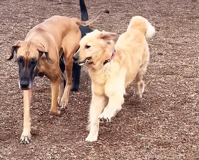 ドッグランを嬉しそうに駆け回るゴールデンの保護犬・ぼっち