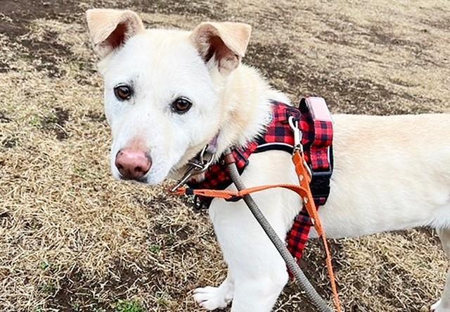 元野犬でなかなか心を開いてくれなかったミシェル