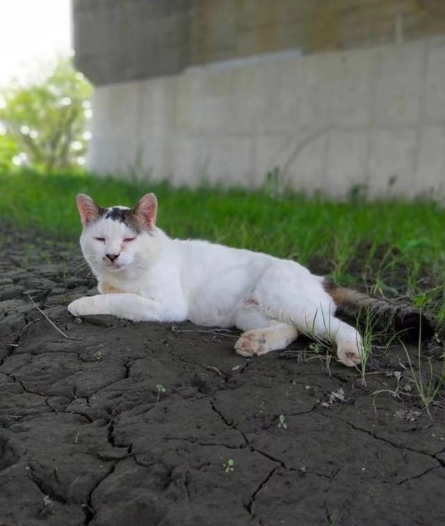 行方不明の白黒猫じんたくん（いなさん提供）