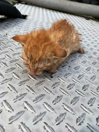 【ビフォー写真】池に落ちて鳴いていたところを助けられた子猫…成長した姿にびっくり！（kokoichibanさん提供）