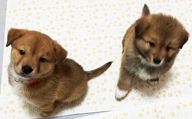 生後間もなくして保健所に収容された子犬きょうだいの桜太郎（左）と梅吉（右）