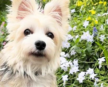 自傷癖で尻尾はぼろぼろ　飼育放棄された小型犬に注がれたたっぷりの愛情　人への信頼取り戻し幸せをつかみ取った