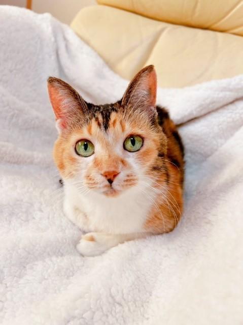 自宅の前で保護した三毛猫が14歳に 「この1年も健康で…」と願い続ける