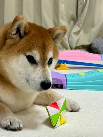 トリミングしたての柴犬のお尻が話題「美しい桃尻」「芸術作品みたい」「焼きたてのパン」
