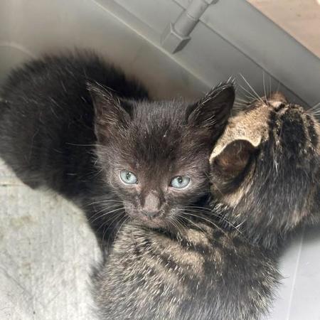 壁の向こうから子猫の鳴き声　板を外して救出するも…屋根の上には心配そうな母猫　猛暑の救出劇「天井裏にまだ数匹いる！」　