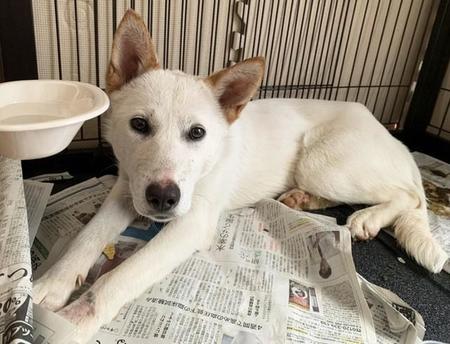 トライアル先を逃げ出した保護犬　1カ月後に無事捕獲　「すいません」と申し訳なさそうなあなたに朗報だよ