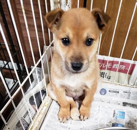 静岡県内のとある場所に、ひとりぼっちで佇んでいたところを保護された子犬くん