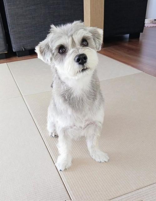 イケメン犬なのに→寝起きは、寝グセボサボサの犬さん 飼い主「落差が