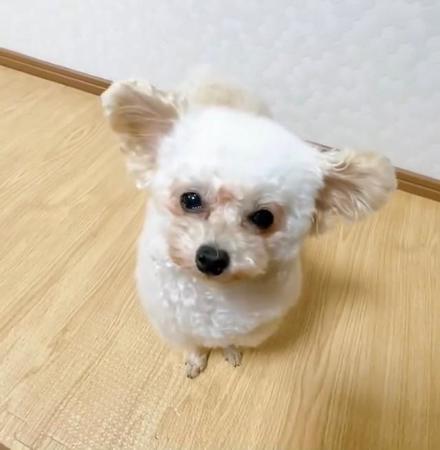 犬の「お耳、自由にパタパタ動かせるの！？」おちゃめな機能に驚き「うちの子にはない！」