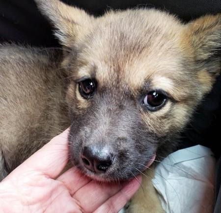 ぎこちなく歩いていた子犬が秘めた強い母性　足のハンデ乗り越えピッタリの家族に迎えられた