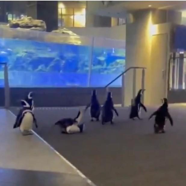 館内を散歩するペンギンたち＝すみだ水族館【公式】提供