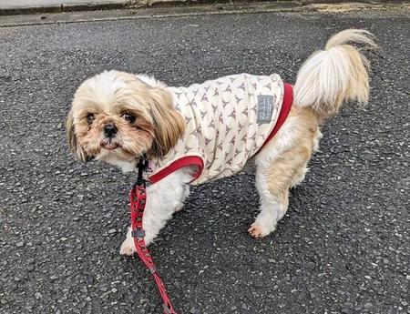 トライアルを2度経験することになったシーズーの保護犬、いくよちゃん