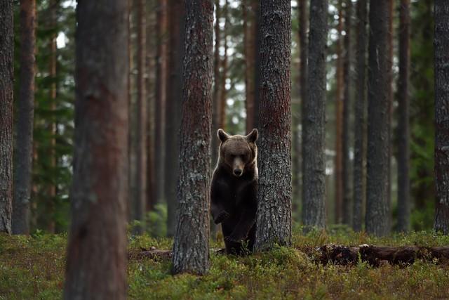 ヒグマが目撃された（Erik Mandre/stock.adobe.com）