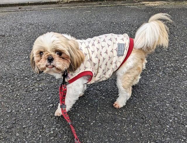 トライアルを2度経験することになったシーズーの保護犬、いくよちゃん