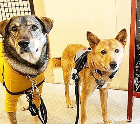 干渉しない先住犬と後住犬　距離を保って1年後…待望の「プレイバウ」を見せてくれた！