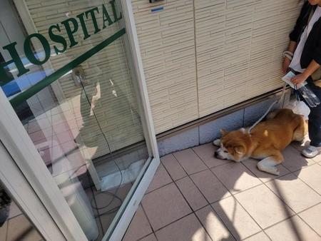 「狂犬病の注射の季節」動物病院の入口で動かない秋田犬に「がんばれ」の声　実は意外な理由でした…