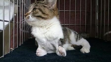 両手の先が引きちぎれた子猫、下半身不随も乗り越え強く生きる　虐待が疑われる可能性も…