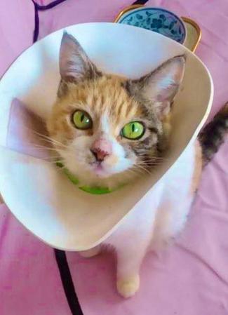 団地のベランダから落とされた猫　隠れていたところを保護、手術し里親宅で甘えん坊の猫生を終えた