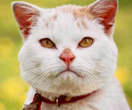 忽然と消えてしまった山梨県の桃農家の猫さん、ボンドくん（C）Mitsuaki Iwago