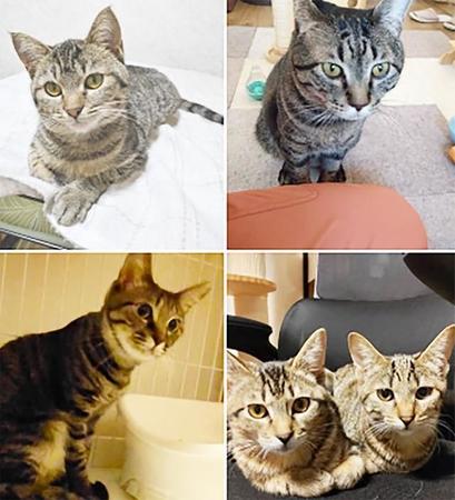 この5匹の猫さんの性別を当ててみてください