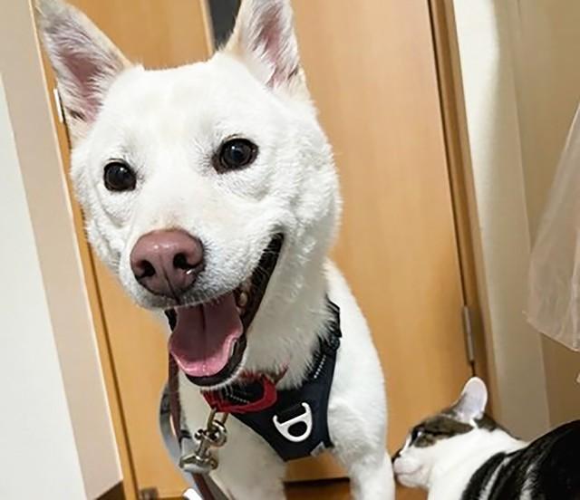 元野犬のオス・コネリー。保護当初は警戒心強めのワンコでした