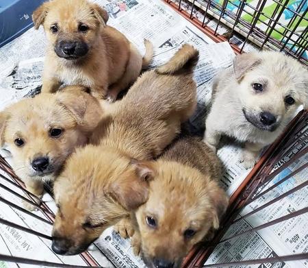 飢えで朦朧？山中の窪地で身を寄せ合う6匹に子犬　栄養を取ってダニに刺された体も清潔に　「元気に成長したらもっと幸せになろうね」