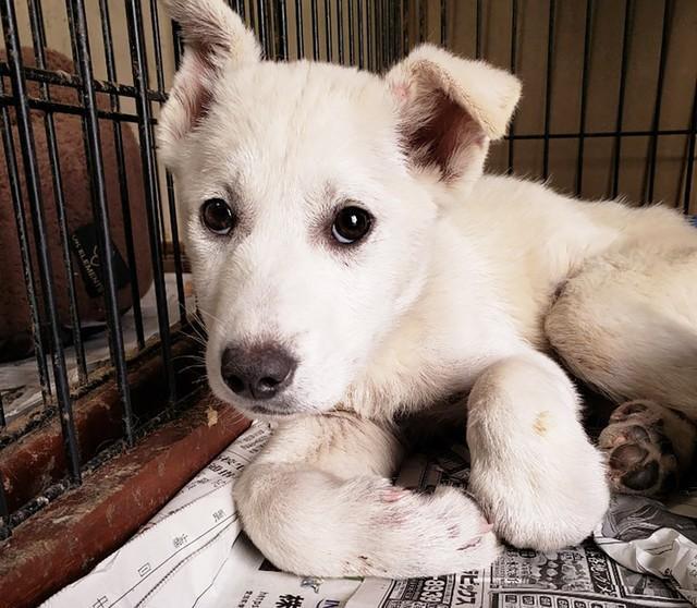 生後2カ月半ほどで保護されることになった元野犬の子犬・ひなた