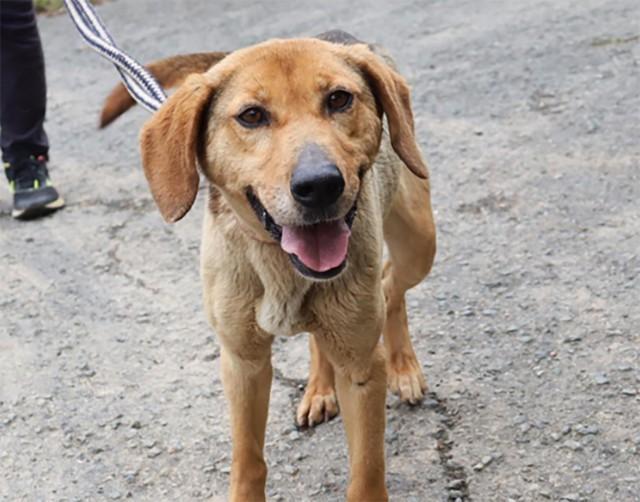 元猟犬でありながら飼い主の病気の影響で、長らくケージの中で過ごしていたハル