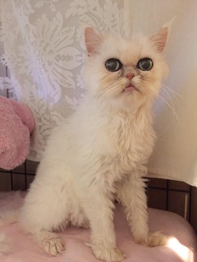 ふんわりした被毛、目の輝きを取り戻したさしこさん＝NPO法人ねこけん提供