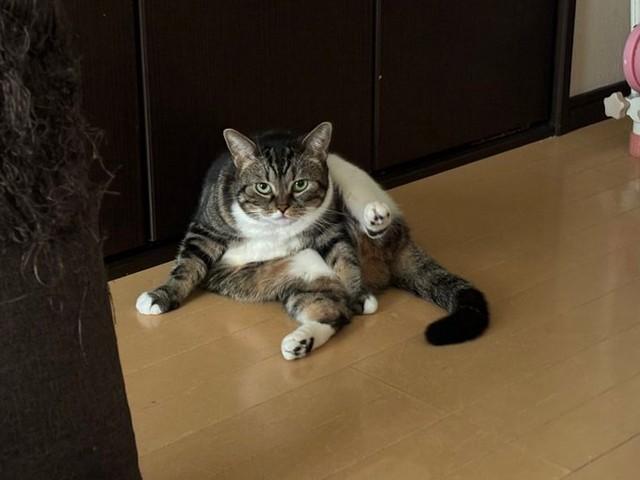 毛繕いがちょっと届きにくいまるこちゃん（提供：もんさん）