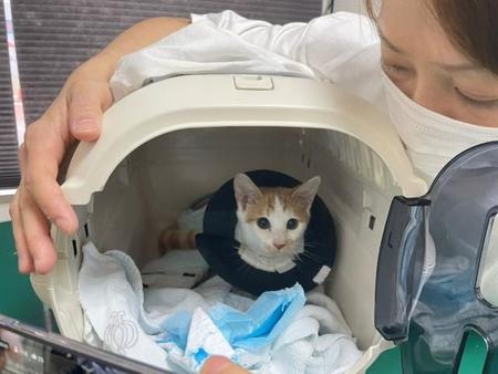 両脚がバキバキに骨折した子猫→手術を乗り越え、命のリレーで助かる「幸せな笑顔になるなんて…」保護団体も感動の支援の手