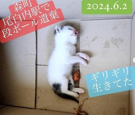 北海道の無人駅に段ボール箱ごと遺棄された子猫（「ソラネコせたな」さん提供、Instagramよりキャプチャ撮影）